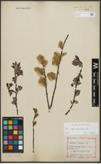 Foto von Salix appendiculata Vill.